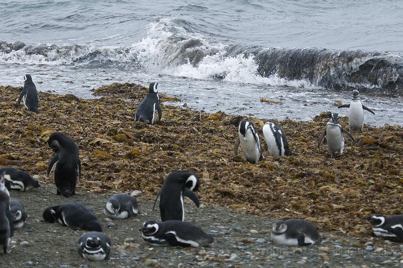 20071214 105143 D200 3900x2600.jpg - March of the Penguins, Otway Sound, Puntas Arenas, Chile.  Two way traffic with some at thelocal rest stop.